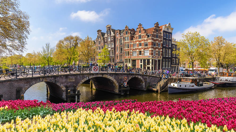 Amsterdam city skyline at canal waterfront with spring tulip flower, Amsterdam, Netherlands